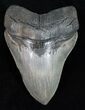 Massive Megalodon Tooth - A Beauty #12005-1